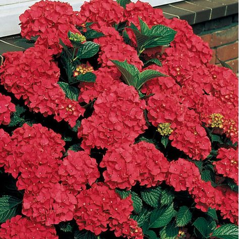 Royal Red Hydrangea Colorful Shrubs, Fall Perennials, Spring Hill Nursery, Red Hydrangea, Full Sun Perennials, Hydrangea Garden, Hydrangea Macrophylla, Perennial Shrubs, Planting Hydrangeas