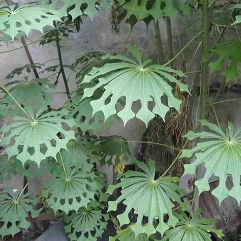 Tapioca Plant, نباتات منزلية, Unusual Plants, Unusual Flowers, Unique Plants, Pretty Plants, Exotic Plants, Tropical Garden, Exotic Flowers