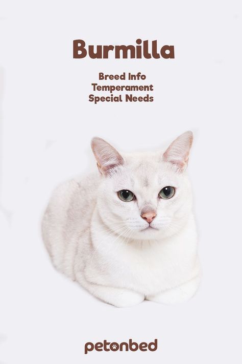 The Burmilla is an accidental cat breed comes from the U.K, and originated in 1981. Breeders bred the Chinchilla Persian cat breed with the Burmese cat breed. This is one of the newest cat breeds to join the CFA cat breed, yet this cat breed has been around for the past thirty years. #cat #breed #burmilla #petonbed Burmilla Cat, Cute Cat Toys, Chinchilla Persian, Dnd Dm, Smitten Kitten, Burmilla, Burmese Cat, Cat Nutrition, Immediate Family