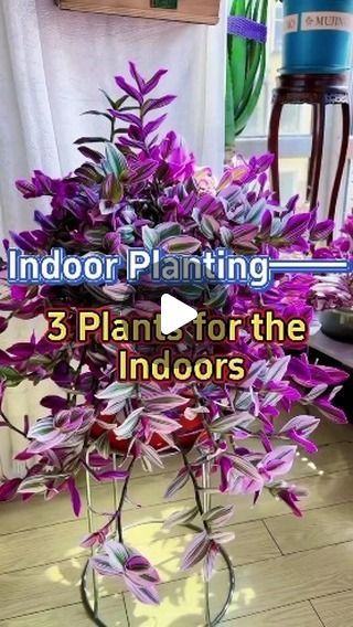 Seedsconnect on Instagram: "3 plants great for indoor placement #indoorplants #garden #plants #indoorgarden #homegarden #houseplants" Easy House Plants, Plant Tips, Planting Tips, Plant Care Houseplant, Balcony Plants, Plant Display, Inside Plants, Indoor Plant Care, Plant Information