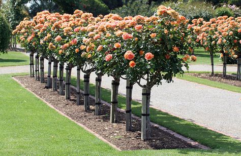 Tree Roses Front Yards, Standard Roses Front Garden, Rose Tree Landscape, Japanese Rose Garden, Beautiful Gardens Landscape, Rosen Beet, Tree Rose, Standard Roses, Landscaping With Roses