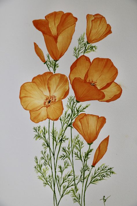 Coreopsis Drawing, Golden Poppy Drawing, California Poppy Line Drawing, Poppy Core, California Poppy Flower Drawing, California Poppy Drawing, Tattoo Prep, California Poppies Drawing, Ladybug Farm