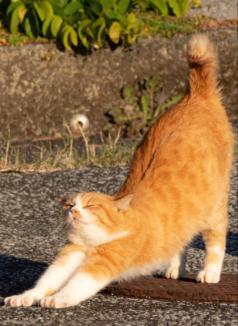 Cats Reference Photos, Cats Poses Reference, Cats Laying Down, Cat Laying Down, Orange Fall Aesthetic, Cat Pose Reference, Cat Reference Photo, Stretching Cat, Cat Poses