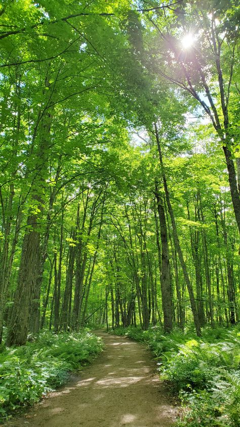 Ventral Vagal, Forest Trip, Natural Pic, Summer Vacation Ideas, Forest Summer, Waterfall Hike, Road Trip Ideas, Summer Forest, Michigan Summer