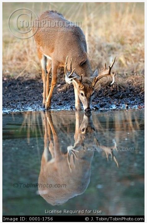 Photo of A Buck Whitetail Deer Taking A Drink of Water ~ [http://www.tobinphoto.com] Deer Drinking Water, Whitetail Deer Pictures, Deer Photography, Deer Species, Deer Drawing, Wild Animals Photography, Deer Pictures, Whitetail Bucks, Buck Deer