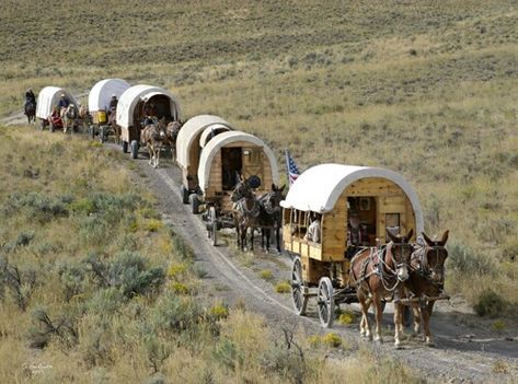 Sheep Herding, Horse Wagon, Chuck Wagon, Western Town, Covered Wagon, Shepherds Hut, Home On The Range, Horse Drawn, The Sheep