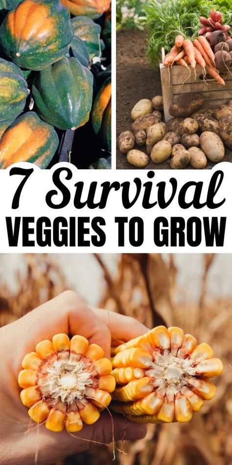 Organic Gardening Tips, Growing A Years Worth Of Food, Prepper Garden, Survival Garden, High Calorie, Home Grown Vegetables, Organic Vegetable Garden, Survival Gardening, Food Garden