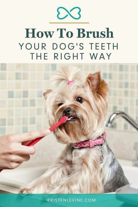 Stinky Dog Breath, Brushing Dogs Teeth, Pet Dental Care, Stinky Dog, Dogs Teeth, Dog Toothpaste, Dog Breath, Cow Nails, Pet Spa