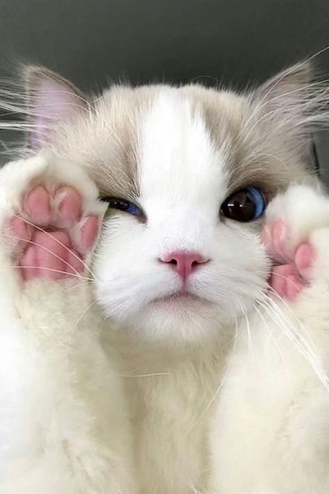 cute cat ragdoll cat breed with his pink paws up on his face Ragdoll Cat Aesthetic, Meme Chat, Sick Cat, Ragdoll Cats, Cute Small Animals, Cute Little Kittens, Cute Cats Photos, Ragdoll Cat