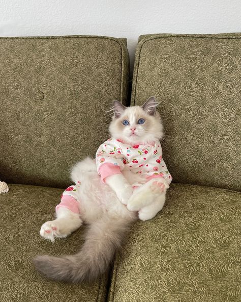 nature is the cat’s pajamas Lyssielooloo Outfits, Summer Aesthetic Bedroom, Aesthetic Pictures Quotes, Vintage Outfits Women, Social Media Summer, Instagram Content Ideas, Outfit Ideas Aesthetic, Aesthetic Bedroom Decor, Green Couch