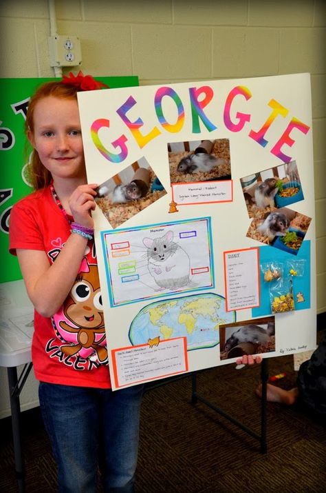 This Is 4h Project, 4h Dog Project Ideas, 4 H Pig Poster Ideas, 4h Presentation Ideas Kids, 4h Pig Poster Ideas, Rabbit Posters For 4-h, 4h Rabbit Poster Ideas, 4h Fair Projects, 4h Poster Ideas Projects