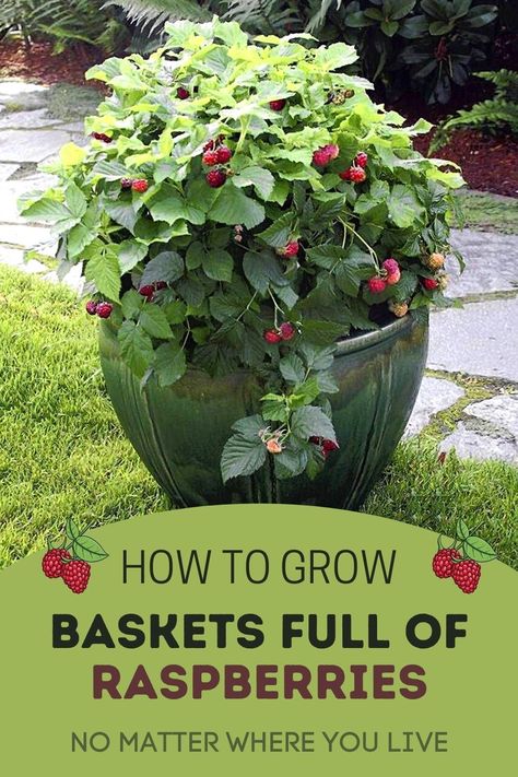 Growing raspberries in your own backyard has never been easier! Learn the tricks and tips for growing baskets full of fresh and juicy raspberries at home! Growing Container Vegetables, Grow Tomatoes In Pots, Strawberries In Containers Growing, Raspberry Container Garden, Potted Raspberry Bush, Grow Raspberries In Pots, Raspberry Plants In Pots, Raspberry Planter Ideas, Growing Berries In Backyard