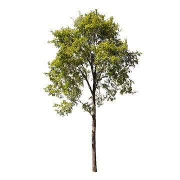 background,branch,collection,ecology,forest,garden,green,growth,isolated,leaf,life,natural,nature,oak,old,outdoor,park,plant,pot,season,single,spring,tree,trees,trunk,white,wood,black tree Tree Elevation, Tree Render, Flora Background, Flat Tree, Wood Png, Trees Background, Short Trees, White Backround, Tree Photoshop