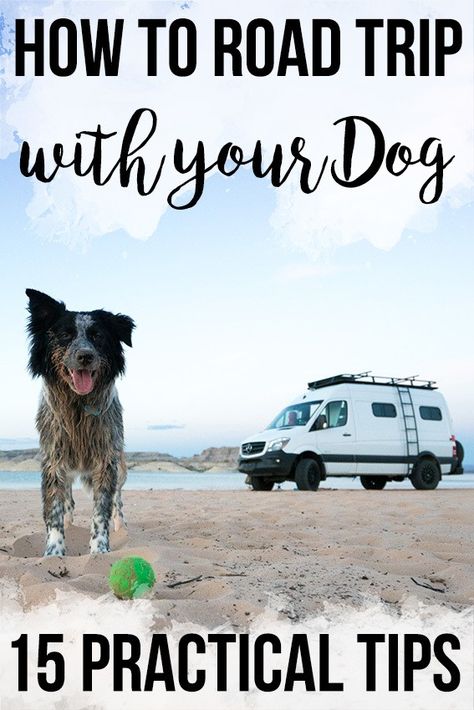 Road Trip With Dog, Dog Exercise, Road Trip Hacks, Dog Care Tips, Training Your Puppy, Destination Voyage, Pet Hacks, Dog Obedience, Hit The Road