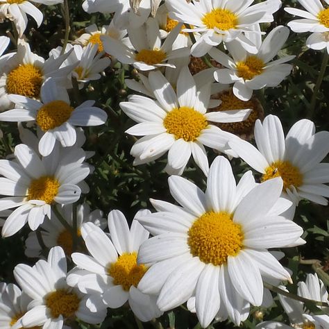 argyranthemum_pure_white_butterfly_marguerite_daisy_gc_argwb_01 Bridesmaid Favors, Container Design, Sunflower Tattoo Design, Future Mrs, Bachelorette Party Decorations, Birth Month Flowers, Yellow Sunflower, White Butterfly, Gnome Garden