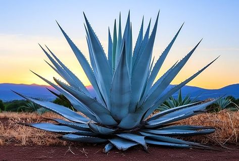 Amazon.com : 10 Agave Americana Seeds for Planting - Century Plant Succulent Seeds : Patio, Lawn & Garden Blue Agave Plant, Agave Americana, Century Plant, Faux Cactus, Succulent Seeds, Potager Garden, Blue Agave, Agave Plant, Landscape Quilts