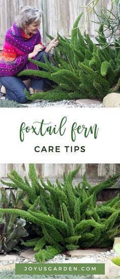 Foxtail Fern Care, Plant For Beginners, Fern Care, Foxtail Fern, Ferns Care, Brooklyn Botanic Garden, Ferns Garden, Indoor Plant Care, Fern Plant