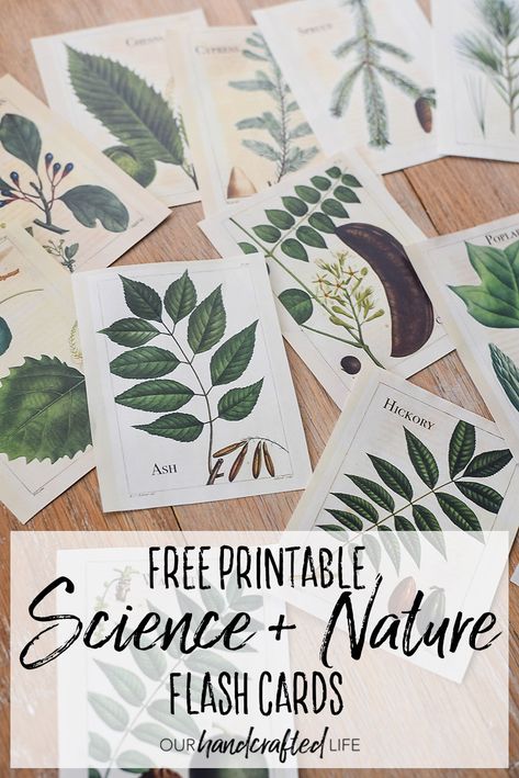 Vintage Science and Nature Flash Cards - Our Handcrafted Life Nature Inspired Classroom, Free Classroom Printables, Flash Cards For Kids, Homeschool Nature Study, Vintage Science, Nature School, Outdoor Education, Homeschool Printables, Forest School