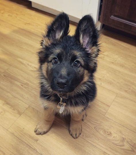 German Shepherd Puppies Training, German Sheperd Dogs, Dream Pet, Epic Love, Super Cute Puppies, Very Cute Dogs, Gsd Puppies, Really Cute Dogs, Shepherd Puppy