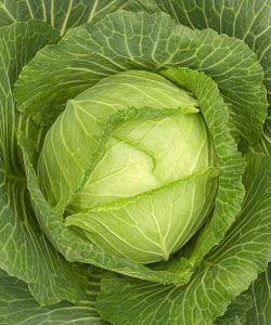 The following vegetable crops tolerate the cold and can be grown in the spring and again in the fall. Potato Cabbage, Growing Cabbage, Cabbage Plant, Tattoo Plant, Fall Vegetables, Garden Vegetables, Fall Garden Vegetables, Garden Veggies, Cabbages