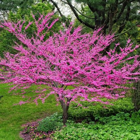 17 Best Trees to Plant in Georgia | Most Common Trees in Georgia Eastern Redbud Tree, Cercis Canadensis, Judas Tree, Eastern Redbud, Redbud Tree, Red Bud, Tall Ship, Fast Growing Trees, Tree Seeds