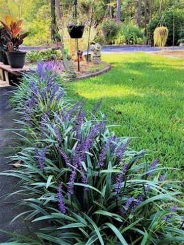 Don't make gardening more difficult than it needs to be! Plant these low-maintenance flowers and shrubs if you're new to gardening, have a brown thumb, or just want pretty plants without the work. Monkey Grass, Small Yard Landscaping, Easy Care Plants, Garden Yard Ideas, Front Yard Garden, Garden Landscape Design, Front Yard Landscaping Design, Pretty Plants, Landscaping Plants