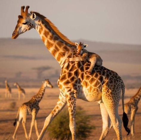 African Animals Photography, Jungle Travel, Jungle Photography, Giraffe Pictures, Wild Animals Photography, The Wild One, Jungle Safari Party, Africa Wildlife, Animals Photography