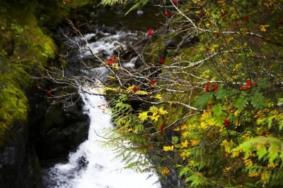 How to Build a Driveway Over a Creek Upward Facing Dog, Creek Bed, Healthy Garden, Yoga Postures, Yoga Teacher Training, Zombie Apocalypse, Teacher Training, Water Flow, Outdoor Projects