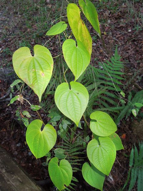 Five Facts: Air potatoes in Florida – Florida Museum Science Air Potato Plant, Potato Plant, Planting Potatoes, Potato Vines, Small Potato, Scientific Name, White Potatoes, South Pacific, Native Plants