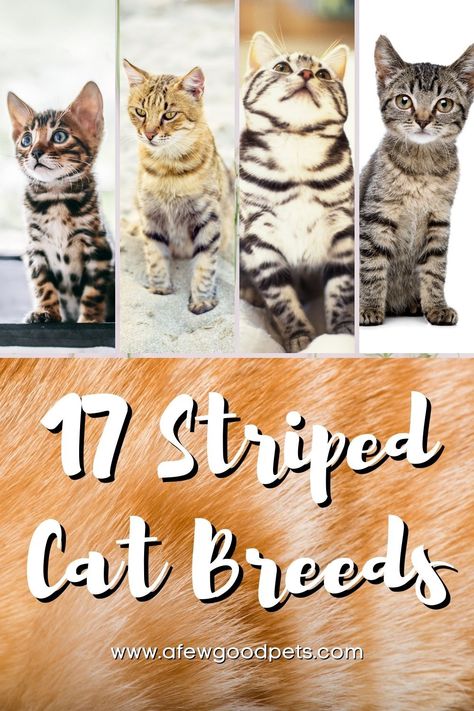 Cat Breeds Chart Pictures, Different Cat Colors, Types Of Cats Breeds Chart, Marble Bengal Cat, Toyger Kitten, Types Of Kittens, Cats Colors, Cat Types, Tiger Striped Cat