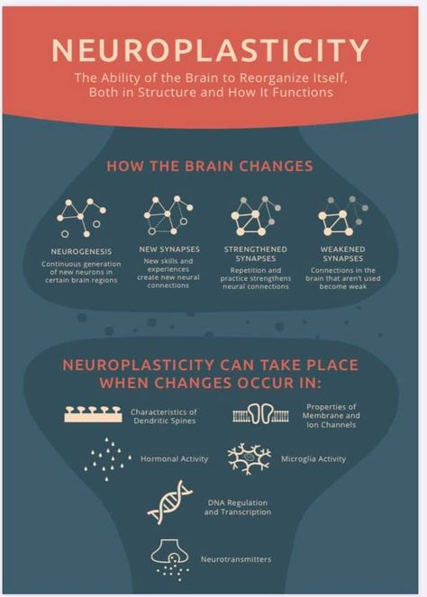 Brain Anatomy And Function, Healthy Eating Books, Brain Exercises, Psychology Notes, Poster S, Neural Connections, Psychology Studies, Vision Therapy, Brain Facts