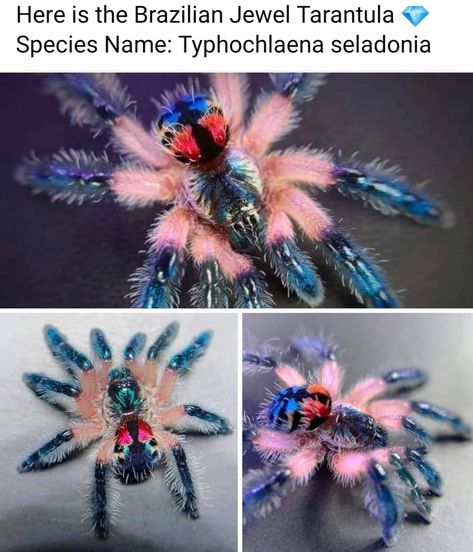 Cool Spider Species, Jewel Tarantula, Insect Oc, Cool Spiders, Spider Sona Oc, Pretty Spiders, Unique Spiders, Spider Aesthetic, Cute Spiders