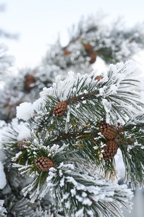 Pine Tree Branches with Cones Covered in Snow in Winter · Free Stock Photo Winter Widgets, Winter Pines, Snow Photography, Snowy Forest, Pine Branch, Winter Forest, Winter Trees, Pine Trees, Oak Tree