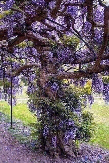 ? An Old Wisteria Tree - Imgur Wisteria Tree, Unique Trees, Aesthetic Things, Nature Tree, Flowering Trees, Beautiful Tree, Wisteria, Dream Garden, Walkway