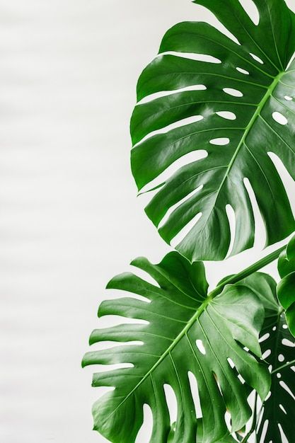 Big Leaf Plants, Leaves Wallpaper Iphone, Leaf Photography, Boho Leaves, Palm Tree Leaves, Palm Plant, Plant Wallpaper, Big Leaves, Plant Aesthetic