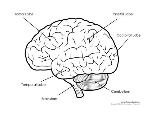 Human Brain Diagram – Labeled, Unlabled, and Blank Human Brain Parts, Human Brain Drawing, Human Brain Diagram, Brain Anatomy And Function, Brain Lobes, Human Brain Anatomy, Brain Diagram, Brain Models, Brain Parts