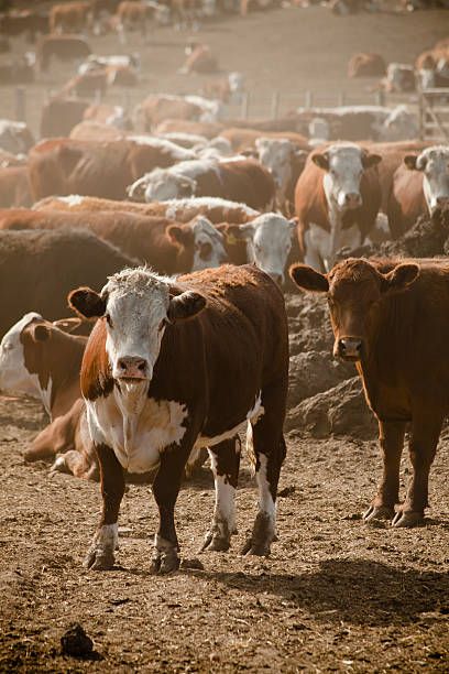 Hereford Cows, Hereford Cattle, Western Photography, Future Farms, Western Wallpaper Iphone, Cow Pictures, Art Painting Tools, Cattle Ranching, Cow Painting