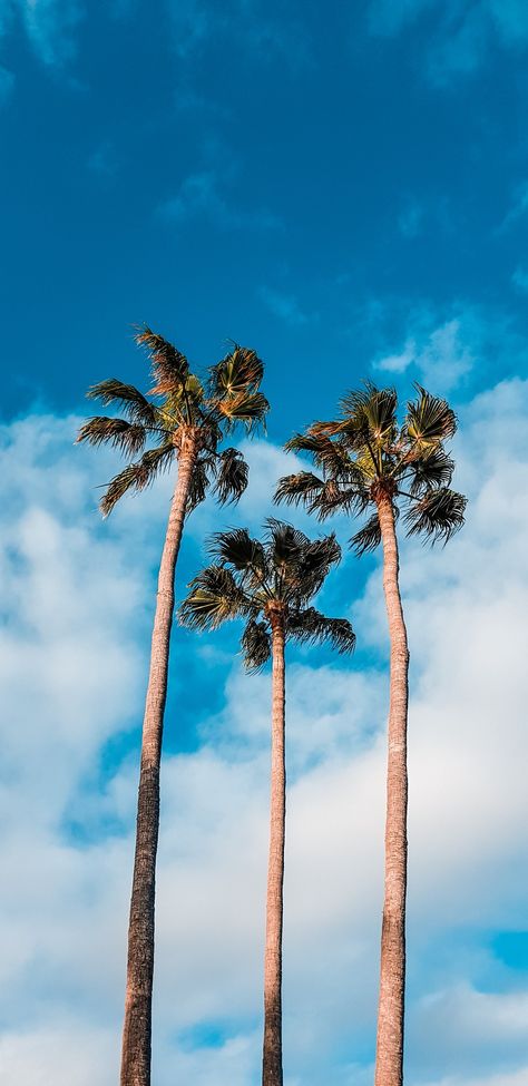 Summer Vibes Adventure, Summer Vibes Aesthetic, Adventure Picture, Summer Night Photos, Palm Trees Wallpaper, Hd Wallpaper Android, Tree Wallpaper, Beautiful Nature Wallpaper, My Summer