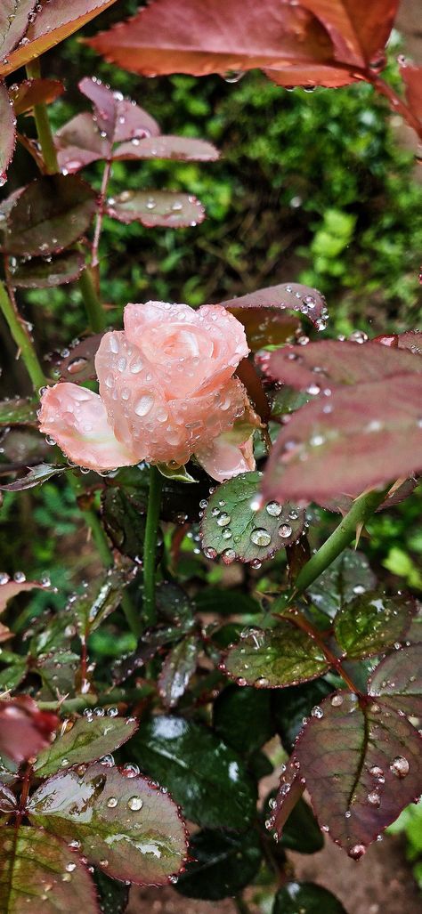 "This image showcases a beautiful pink rose in the rain. The raindrops are visible on the petals and leaves, creating a soft and dreamy effect. The bright pink color of the rose provides a beautiful contrast against the muted tones of the background. Enjoy the beauty of nature in this captivating rose in rain picture." April Rain Aesthetic, Rain And Flowers Aesthetic, Spring Rain Wallpaper, Raindrop Aesthetic, Rainy Spring Aesthetic, Spring Rain Aesthetic, Rain On Flowers, Roses In Rain, Raindrops Aesthetic