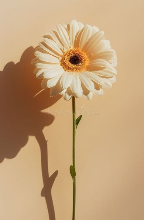 Single White Gerbera Daisy Flower With Shadow On Light Tan Background royalty free stock photo Flower With Shadow, White Gerbera Daisy, Light Tan Background, Gerbera Daisy Flower, White Gerbera, Daisy Background, Gerbera Flower, Tan Background, Gerbera Daisy