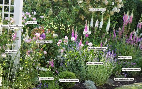 Essential Plants for Your English Cottage Garden: Exciting New Additions for 2024 - Old Castle Cottage Low Water Cottage Garden, Small English Garden, Castle Cottage, English Flower Garden, Cottage Garden Borders, English Garden Design, Old Castle, Fragrant Roses, Cottage Garden Design