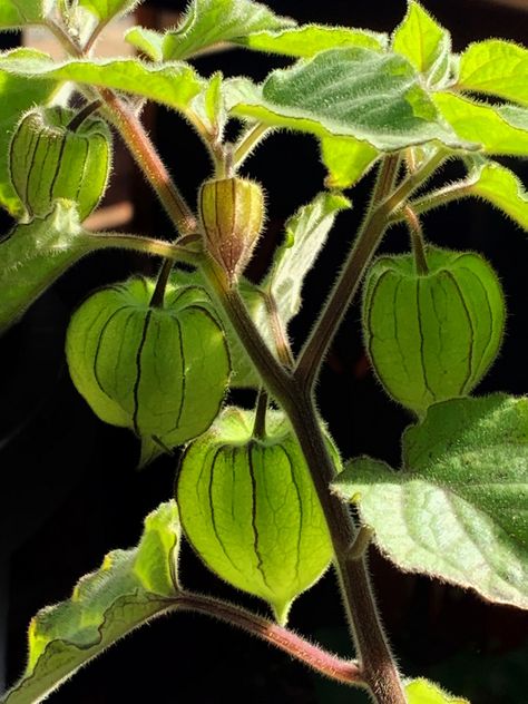 Cape Gooseberry Plant, How To Grow Gooseberries, Edible Berries, Gooseberry Plant, Golden Berry, Golden Berries, Purple Foliage, Low Growing Shrubs, Cape Gooseberry