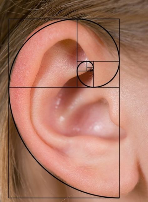 Fibonacci In Nature, Fibonacci Sequence In Nature, Fibonacci Art, Fibonacci Golden Ratio, Spirals In Nature, Golden Section, Geometry In Nature, Golden Spiral, Human Ear