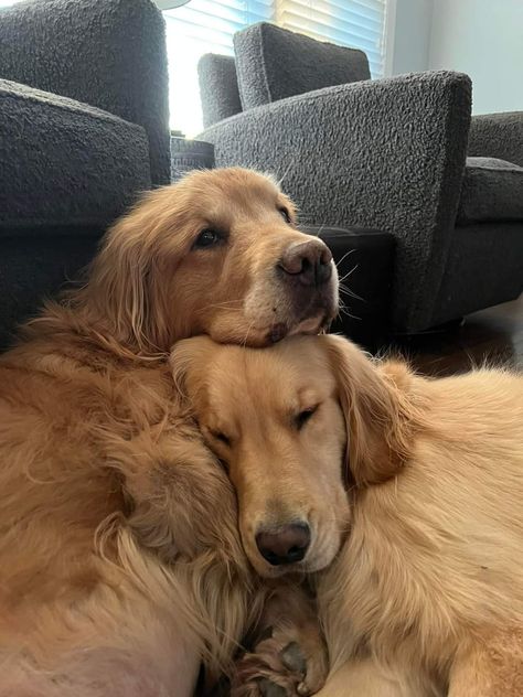 Two Golden Retrievers, Golden Retriever Cuddling, 2 Golden Retrievers, Martial Arts Master, Binding 13, Very Cute Dogs, Pretty Animals, Two Dogs, Golden Retrievers