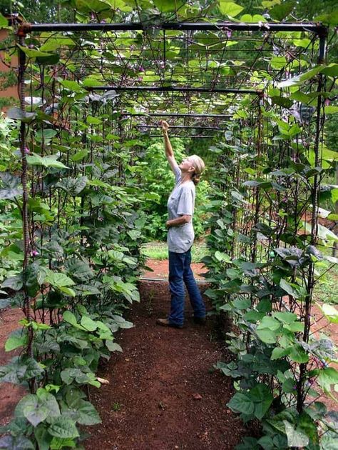 Here are some amazing vertical gardening ideas that can add beauty and architecture to your garden. By adding height and layers your garden has that extra ‘oomph’ of beauty and function. Try it today! Check out this pin for more details! #gardening #gardeningtips #gardeningplans #verticalgardening #verticalgardenideas Grape Trellis Ideas, Grapes Trellis, Vegetable Garden Design Diy, Bean Trellis, Vertical Vegetable Gardens, Jardim Diy, Trellis Ideas, Outdoor Trellis, Vertical Vegetable Garden