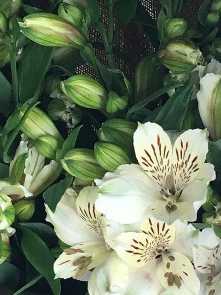 White Alstroemeria plant, unnamed variety ( not Casablanca) stunning blooms grows 50-90 cm tall, lasts for weeks as cut flower, you are bidding for good size cl... Alstroemeria Wedding, White Alstroemeria, Kids Health, Cut Flowers, Casablanca, Perennials, Plants, Flowers, White