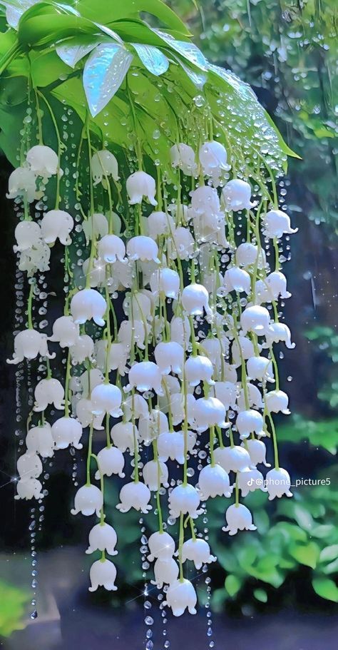 Drooping Flowers, Pretty Flowers Pictures, Strange Flowers, Lily Of The Valley Flowers, Valley Flowers, Nothing But Flowers, Garden Art Sculptures Diy, Pretty Landscapes, Pretty Plants