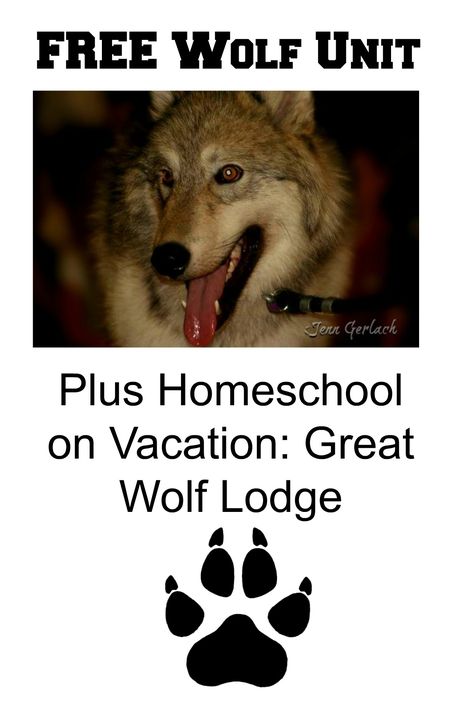 *Free* Wolf homeschool unit Wolf Unit Study, Wolf Party, Wolf Birthday, Lap Books, Summer Homeschool, Unit Studies Homeschool, Mysterious Creatures, Animal Themes, Land Animals