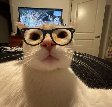 Silly Cats Pictures Pfp, Cute Silly Cats, Nerd Cat Pfp, Tucking Hair Behind Ear Reaction Pic, Gatos Random Icons, Cats Profile Picture, Cat With Glasses Aesthetic, Silly Cat Photos, Ig Icons Profile