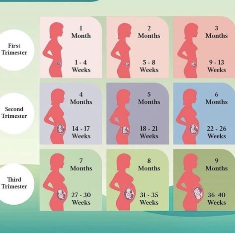 Pregnant Month By Month, Conception Month Birth Month, Pregnant Week By Week, Pregnant Months, Antenatal Care, Pregnancy Chart, Pregnancy Scrapbook, Parenting Hacks Baby, Getting Pregnant Tips